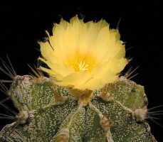 Kecskeszarv kaktusz / Astrophytum capricorne