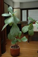 Lantlevelű fikusz / Ficus lyrata