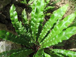 Gímpáfrány / Phyllitis scolopendrium