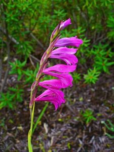 Gladiolus palustris / Mocsári kardvirág