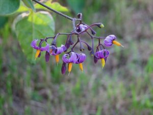 Solanum dulcamara / Ebszőlőcsucsor